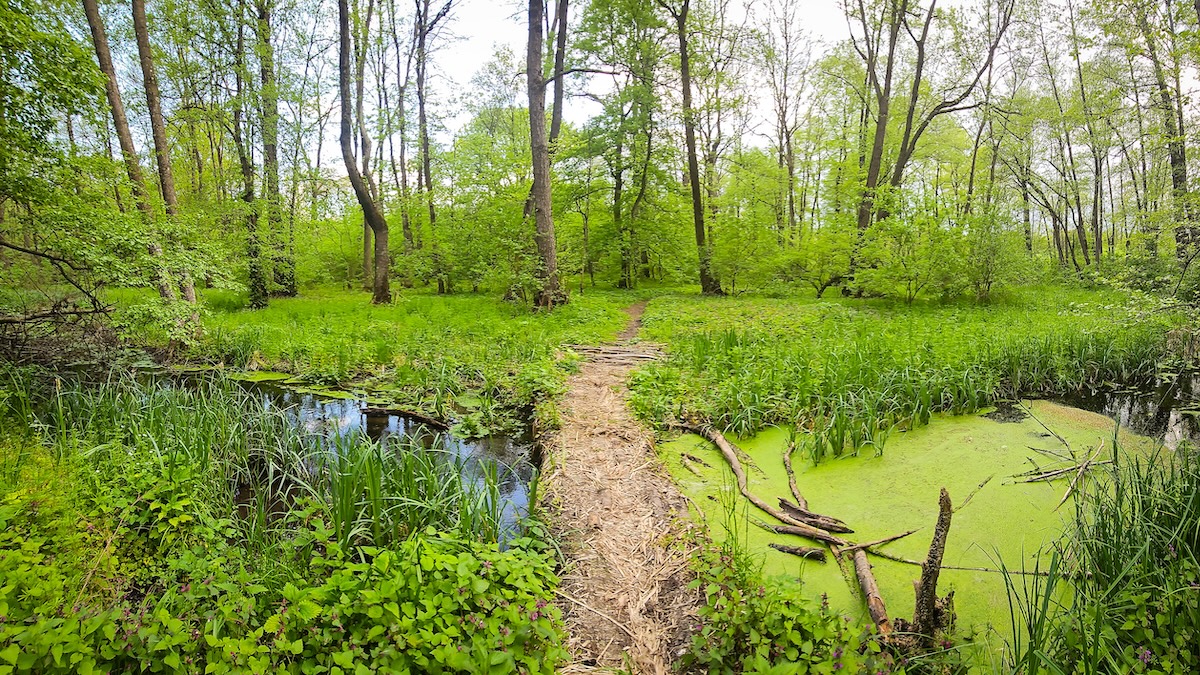 Împreună pentru Centura Verde solicită partidelor integrarea politicii de centuri verzi în programul guvernamental 2025 pentru un viitor mai sănătos și rezistent la schimbări climatice.