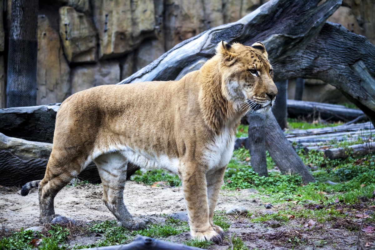 Nașterea unui pui rar de liger la o grădină zoologică privată din Suceava, România