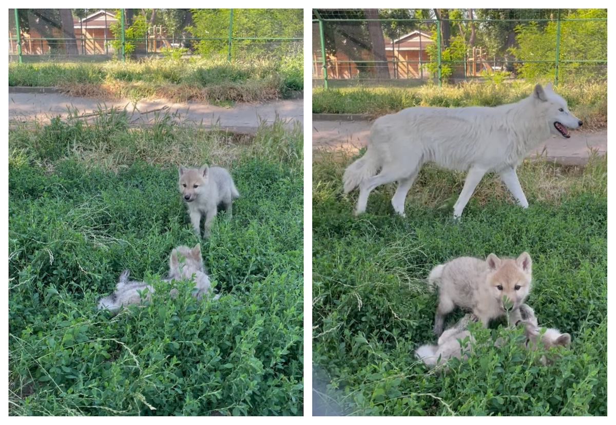 primul cuplu din România, gata de adopţie prin donaţii!