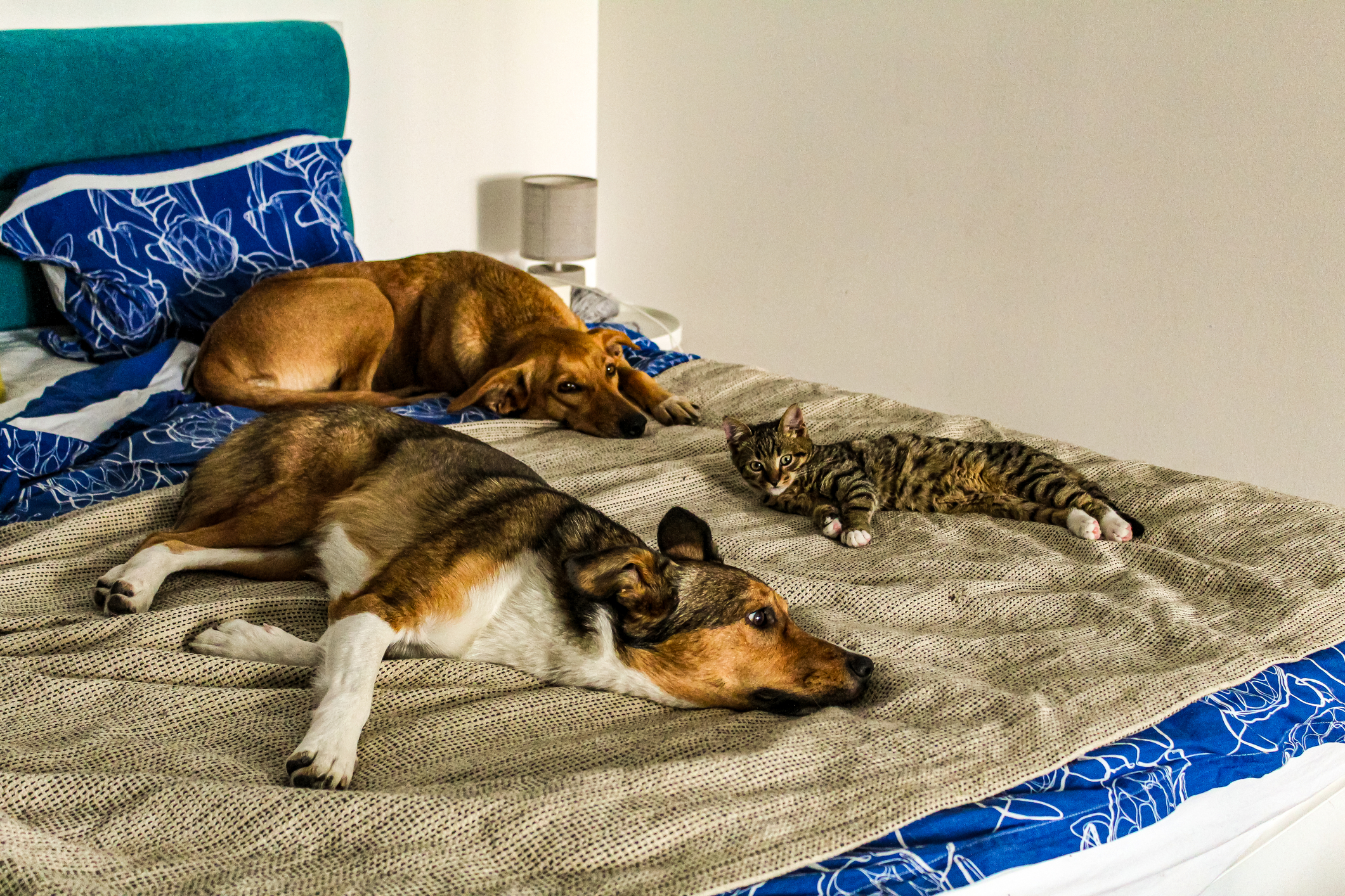 Cele mai iubitoare de animale în Europa în 2024, conform unui studiu Kattly.