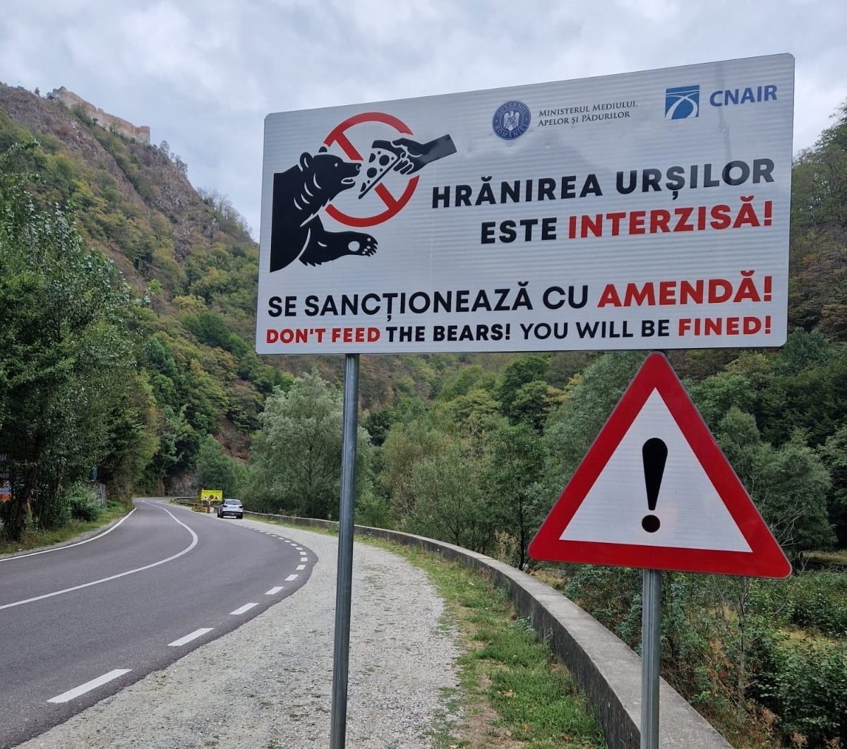 România va înăspri amenzile pentru hrănirea ilegală a urșilor pe Transfăgărășan, avertizează ministrul Mediului