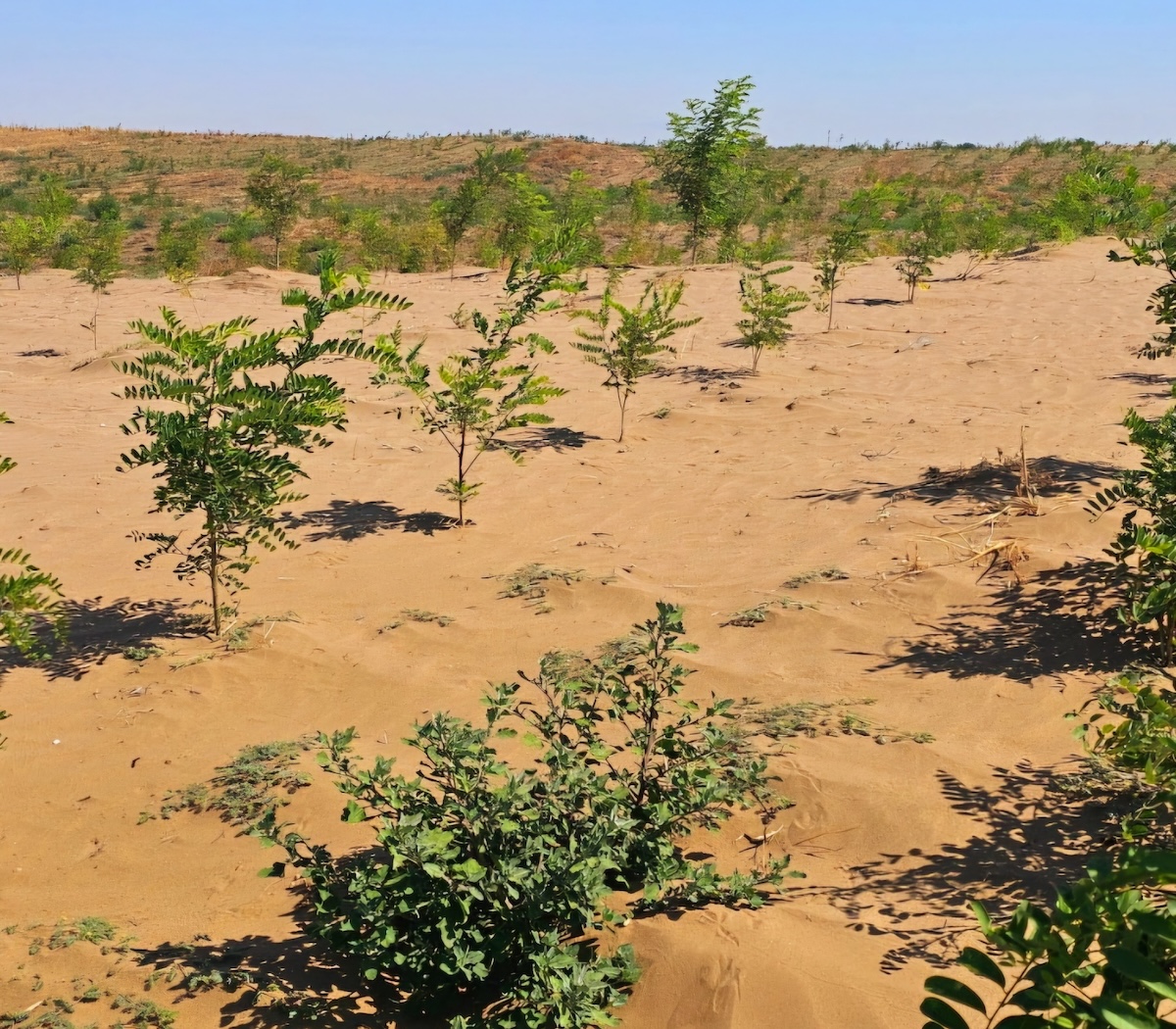 Romania fights desertification in the south through EU-funded reforestation, environment minister says