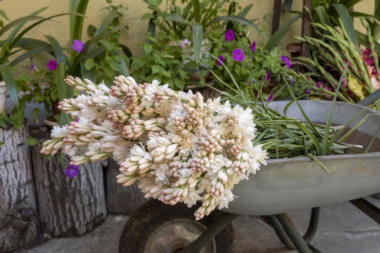 Eveniment Colorat în Hoghilag, cu Flori, Natură și Muzică Interbelică pe 9-10 August