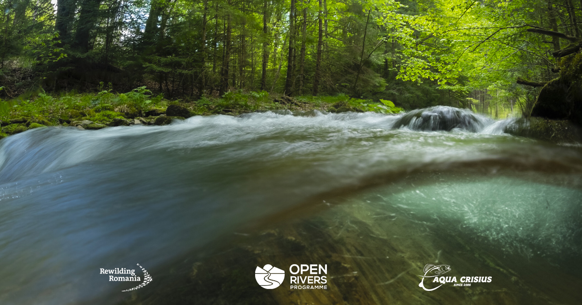 Rewilding Romania secures EUR 106,000 grant to advance river restoration in Southern Carpathians