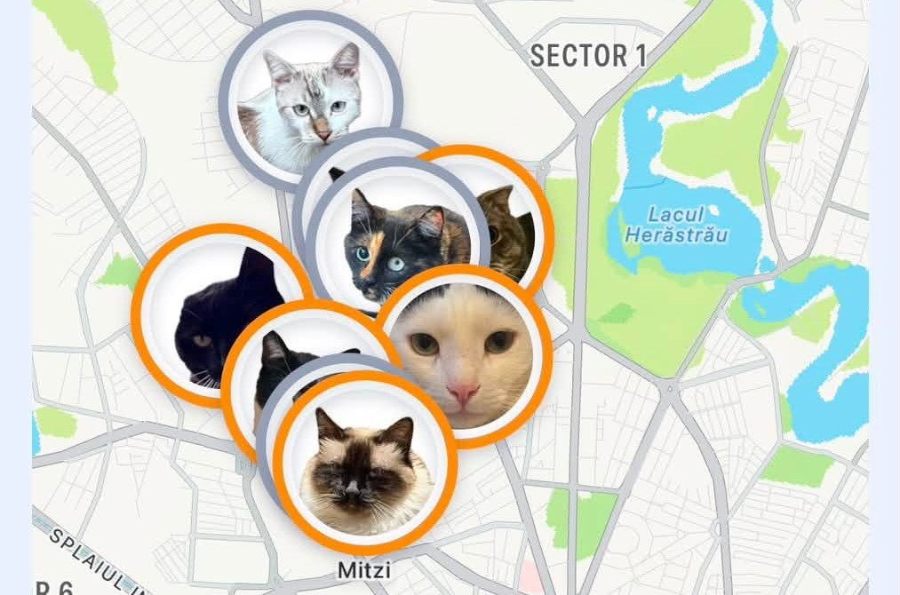 Bucharest association launches app for people caring for stray cats