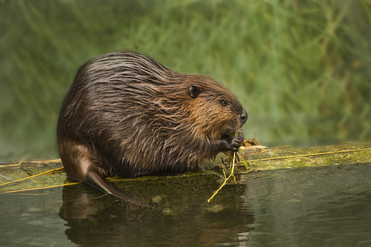 Eurasian-beaver-Shutterstock-1200-px.jpeg