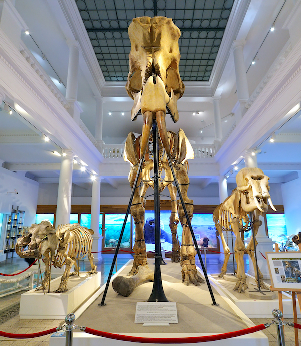 Deinotherium gigantissimum skeleton