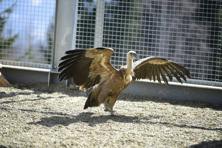Griffon vulture