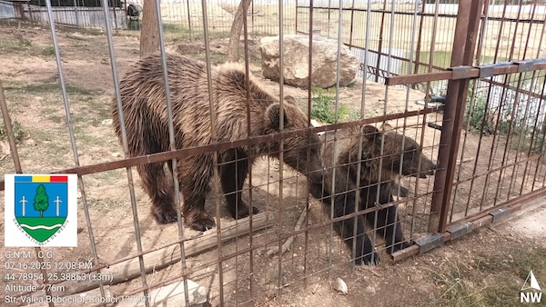 Illegal zoo bears