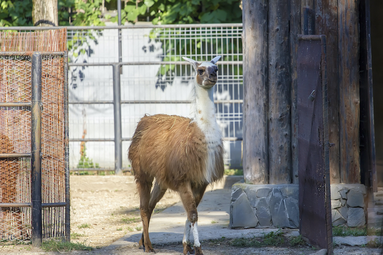 Bucharest Zoo