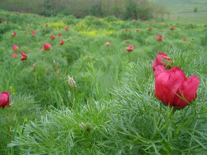 Zau de Campie peonies