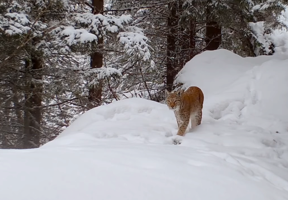 eurasian_lynx_conservation_car