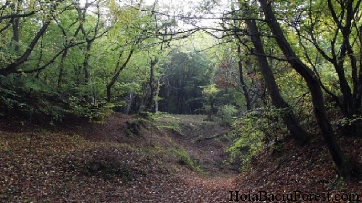 The Independent: A night tour in Transylvania's creepiest forest | Romania  Insider