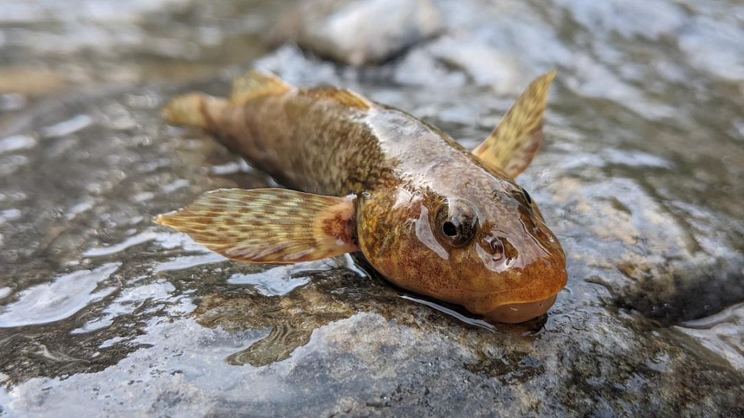 Watch: Extremely rare “living fossil” fish caught on video in Romania |  Romania Insider
