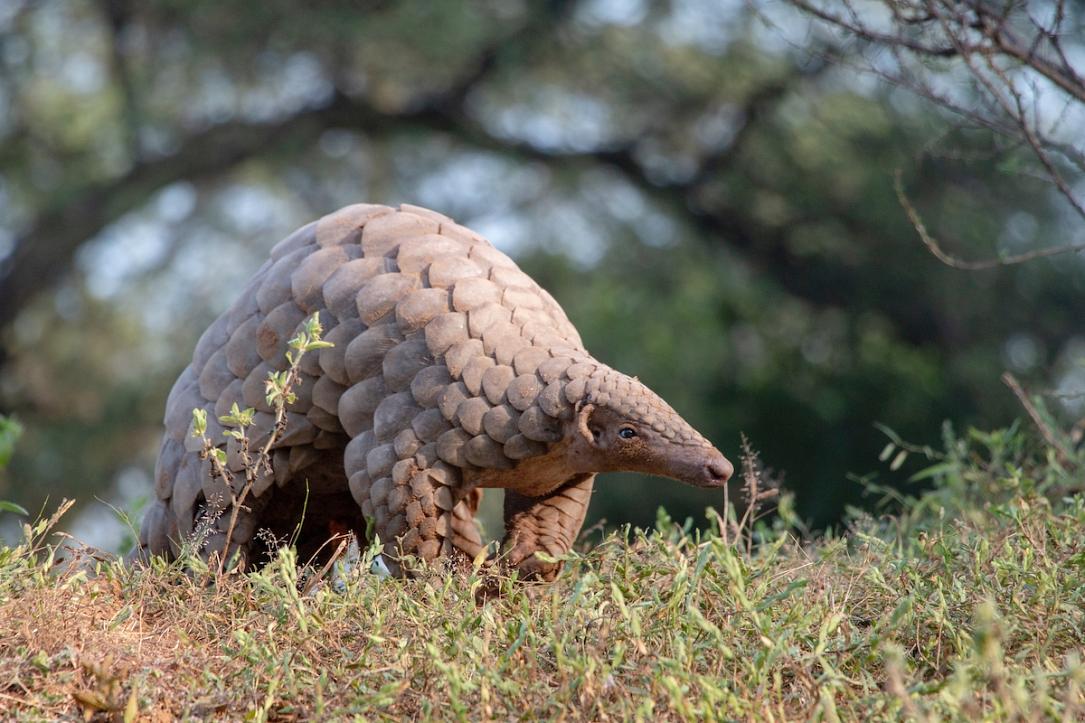 strange animals discovered 2022