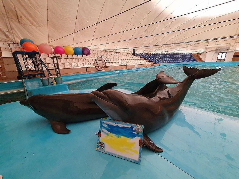Kharkiv dolphins start performing at the Constanta Dolphinarium in ...