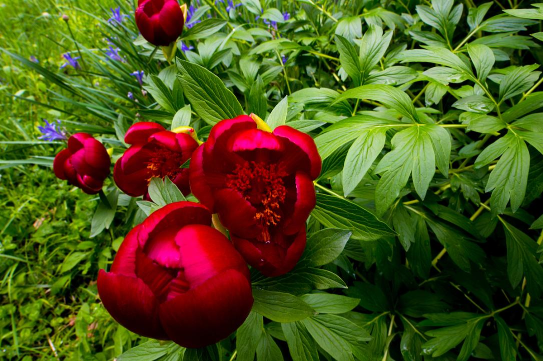 Peony   Photo Anechitei Mihai Gabriel Dreamstime.com  