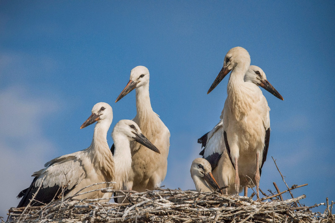 Over 400 new stork nests spotted in Romania this year with the help of  dedicated app