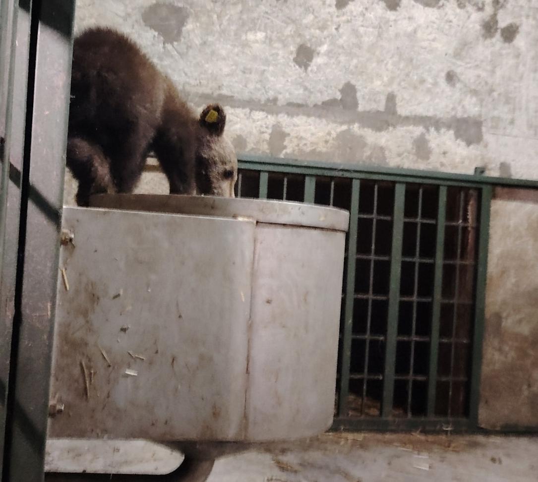 One bear cub rescued, two still missing after mother shot for killing man on Romania’s Transfăgărășan