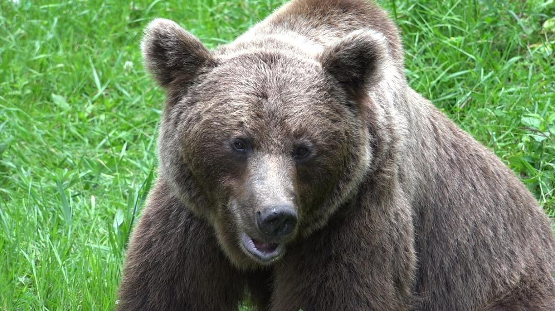 Romanian non-profit files criminal complaint after bear shot for killing tourist on Transfăgărășan