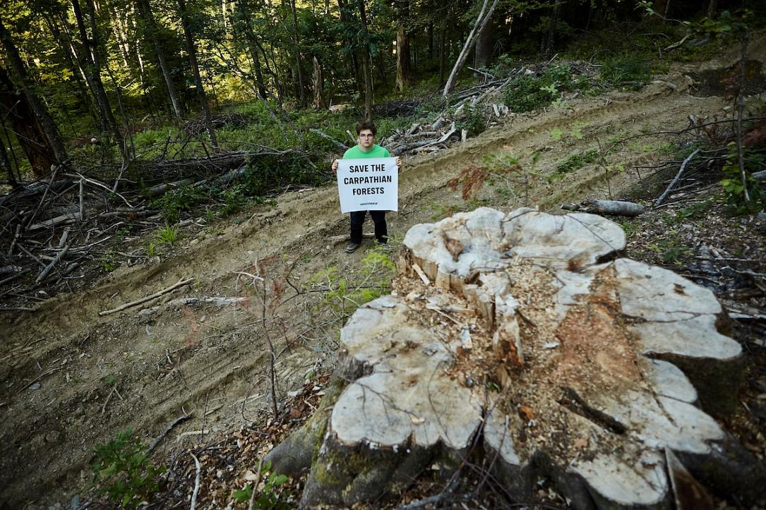 IKEA’s wood sourcing fuels logging in Romania’s ancient forests - Greenpeace report