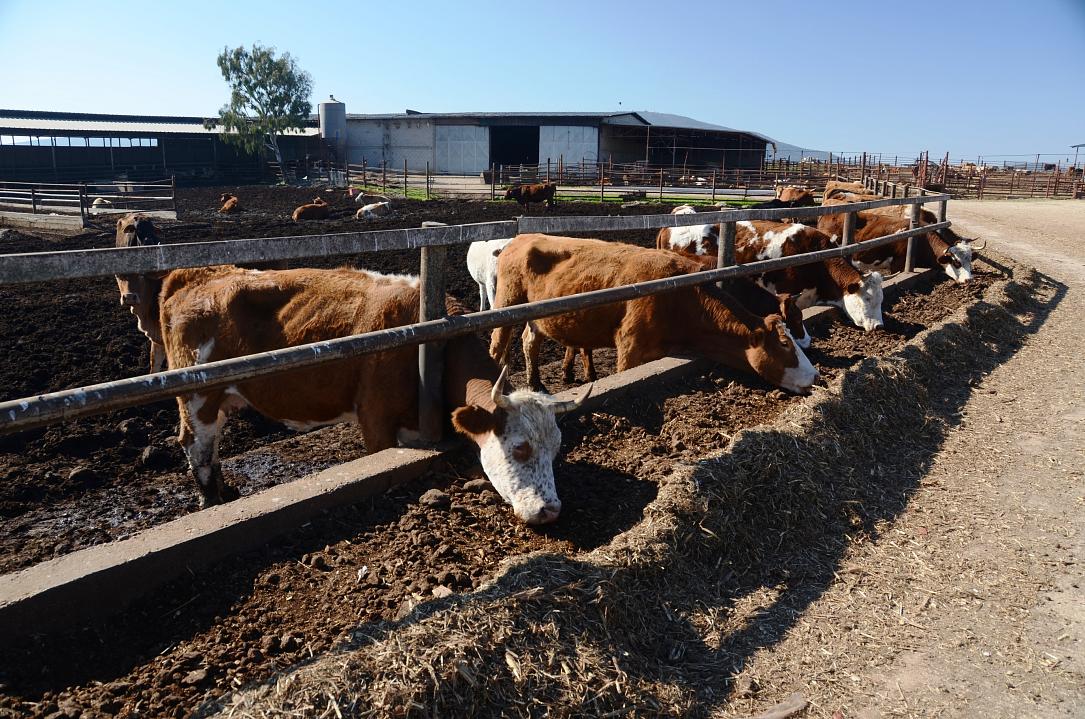 Romania reports outbreak of bluetongue disease in cattle