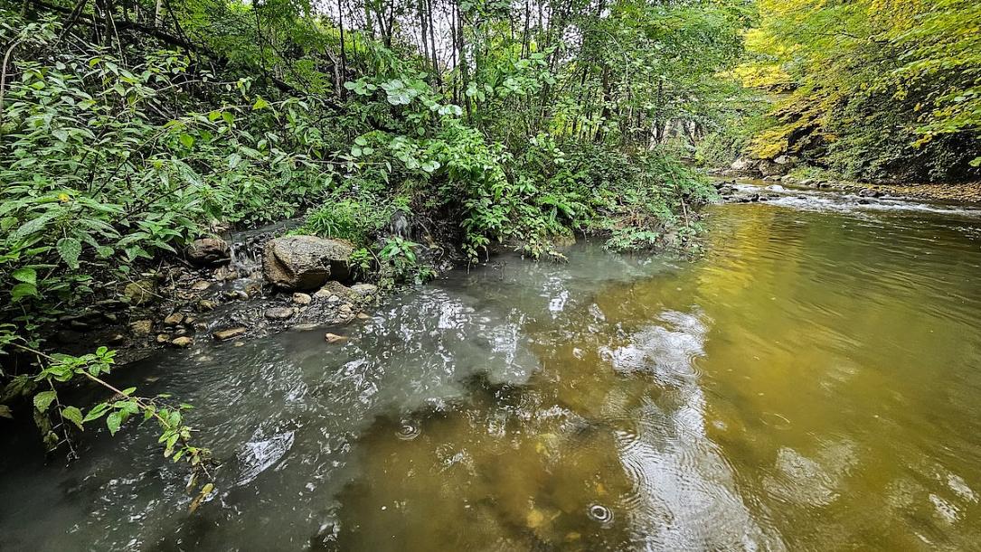 Romanian conservationist Alex Găvan warns of major pollution in Vâlsan River, home to rare ‘living fossil’ fish