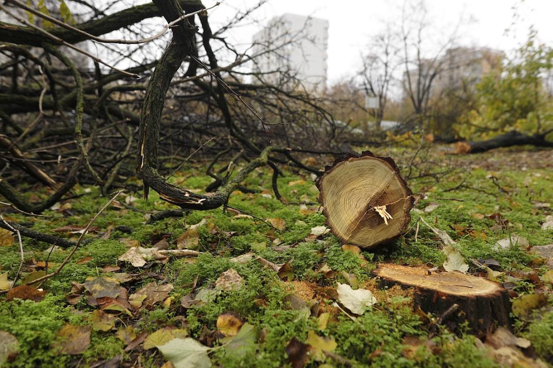Romania’s Environment Ministry moves to criminalize illegal tree cutting in urban green spaces – Romania Insider