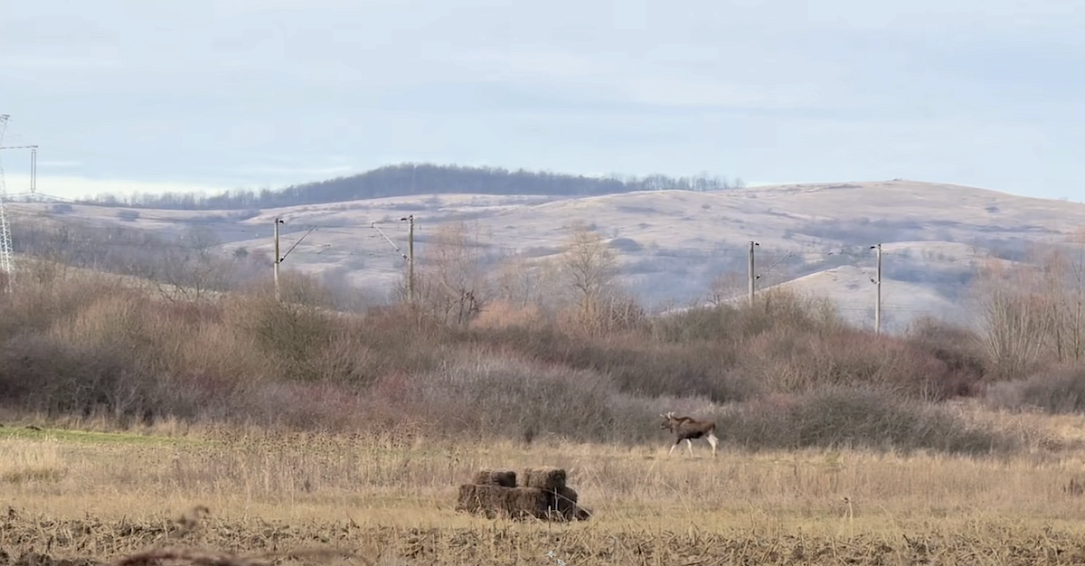 Unexpected moose sighting confirmed in Romania’s Hunedoara county