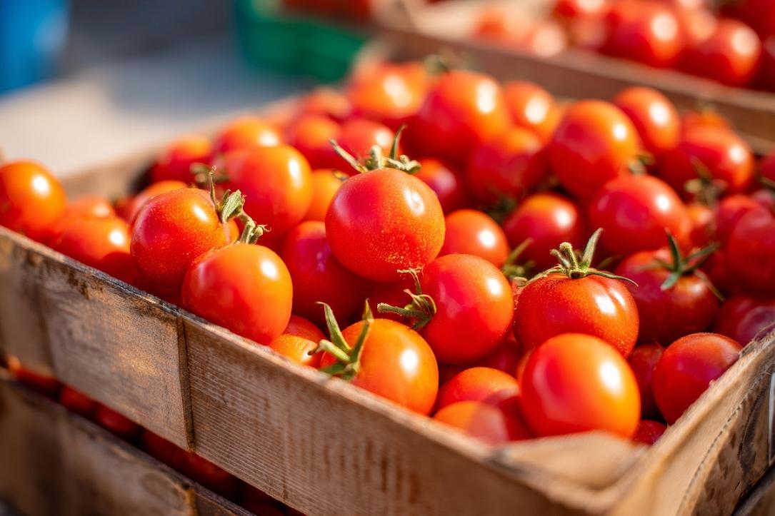 Polish group invests EUR 20 mln in hydroponic tomatoes farm in central Romania