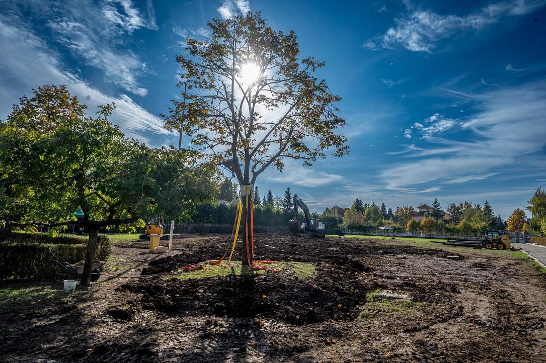 A Linden Tree on the Move: Sustainability in Action at the British School of Bucharest