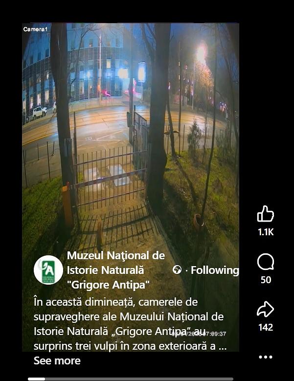 Foxes spotted in downtown Bucharest