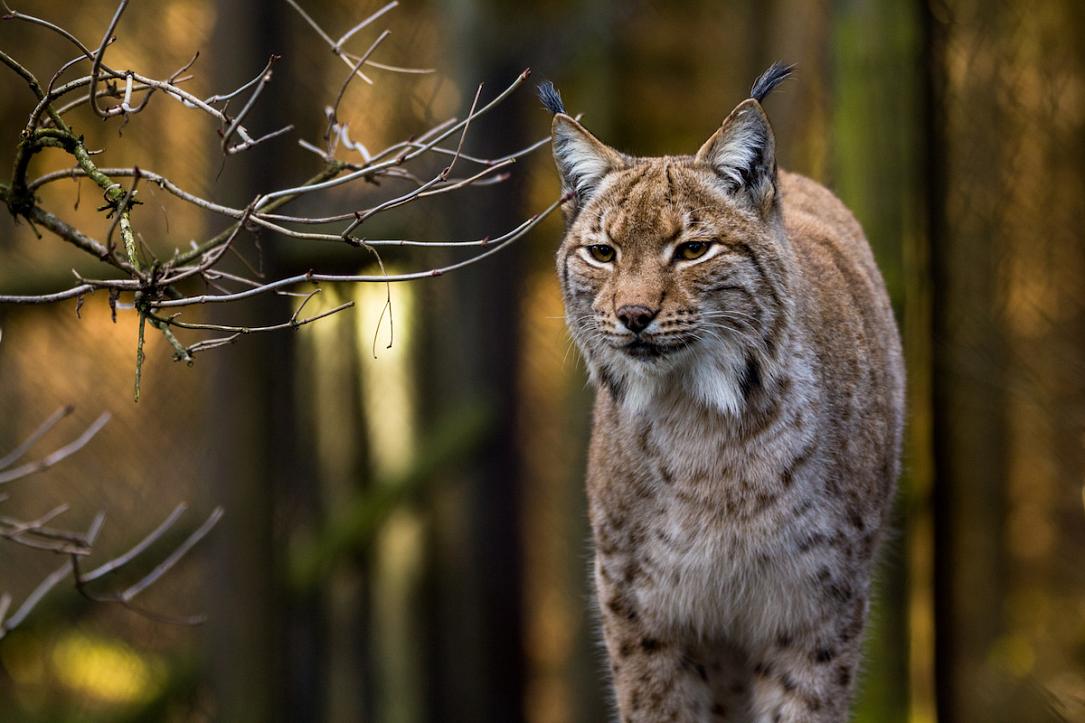 Nature in Făgăraș Mountains: The lynx in Romania