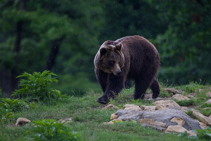 Brown Bears, Nature