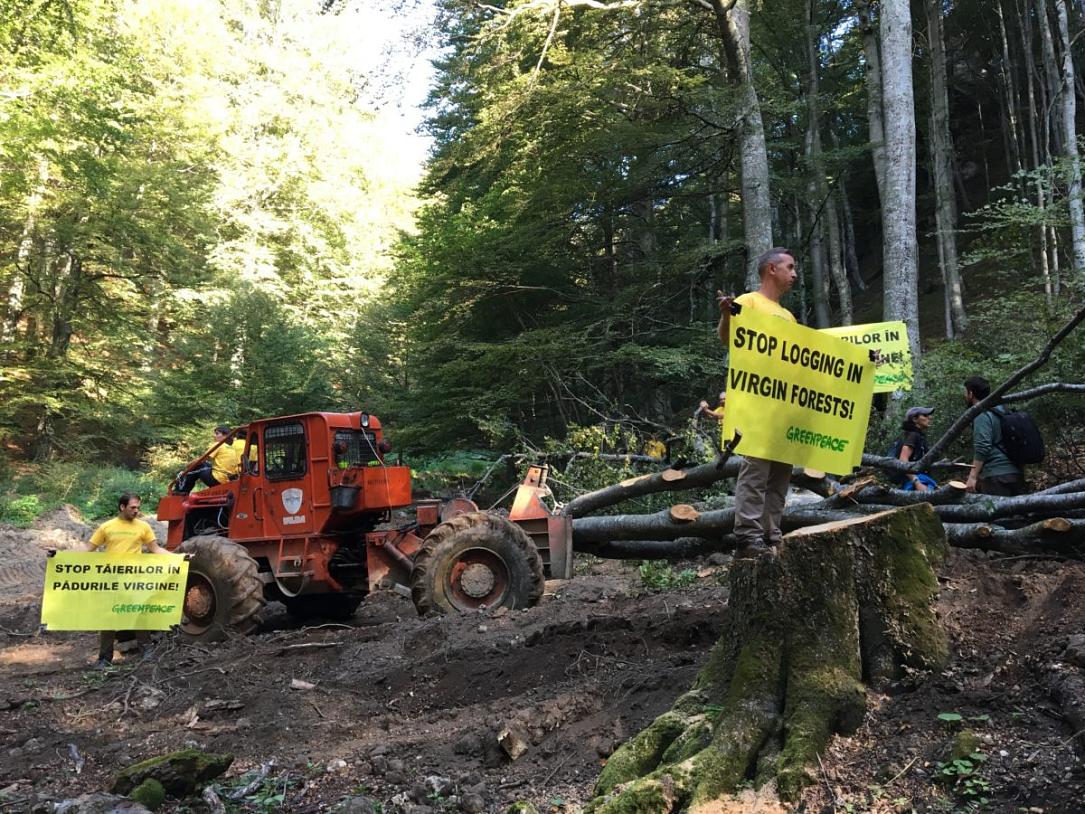 magazine Superiority noise Greenpeace activists protest against illegal logging in Romania's Ciucas  Mountains | Romania Insider