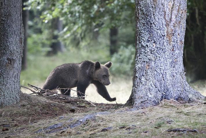 Bear cubs to be relocated to sanctuary after mother killed over fatal attack on Romania’s Transfăgărășan